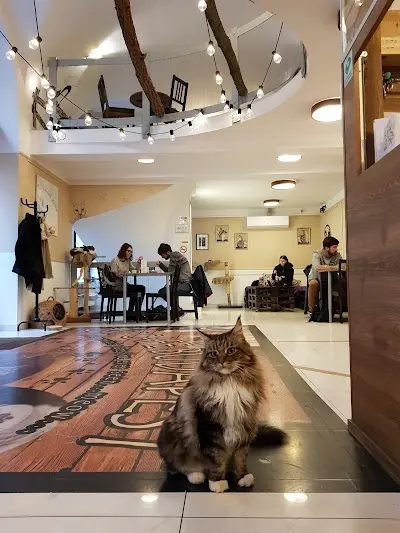 Cat Cafe